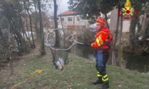 Vittorio Veneto, il video del salvataggio di un airone ferito nel fiume Meschio
