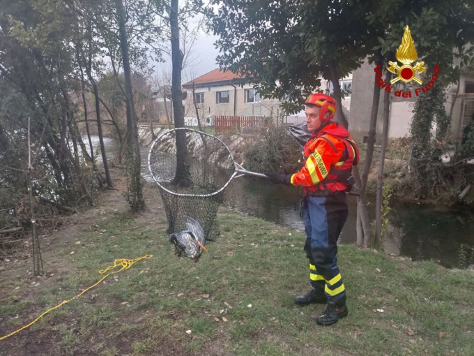 Vittorio Veneto, il video del salvataggio di un airone ferito nel fiume Meschio