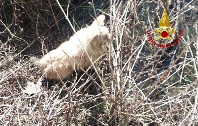 “Giulia” sfugge alla proprietaria e cade nel Brentella a Salvarosa: salvata dai Vigili del fuoco