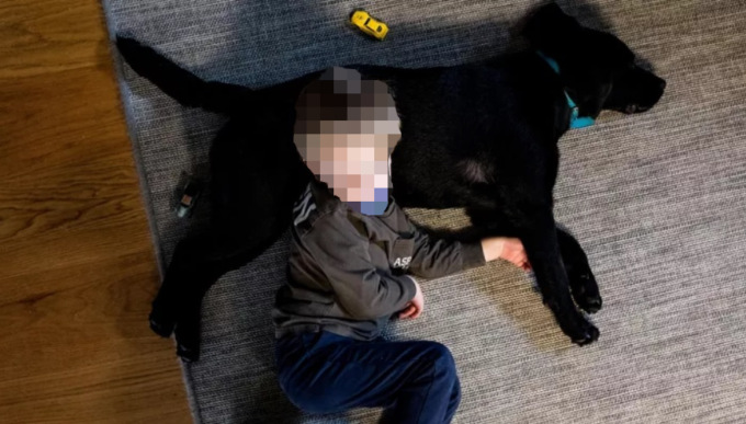 Bimbo perde la vista per una malattia: la campagna per rendere il suo Labrador un cane d’assistenza