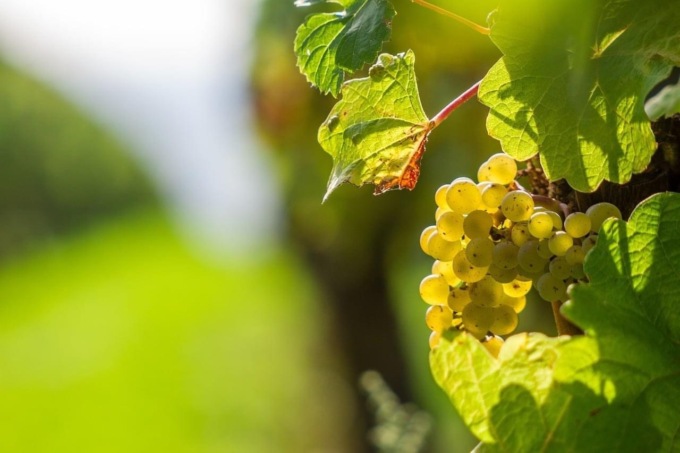 Montebelluna, entrano nel terreno agricolo e rubano centinaia di piantine di “glera”: danno da migliaia di euro