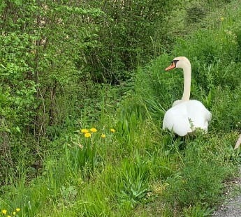 Cigno ferito in strada a Casale sul Sile, il traffico si ferma per consentire il recupero del volatile
