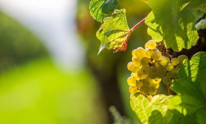 Glera nel mirino, altro blitz in un fondo agricolo a Crocetta: tagliate 200 piante