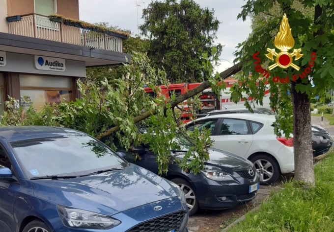Grosso ramo si spezza e precipita sulle auto in sosta: momenti di paura a Oderzo