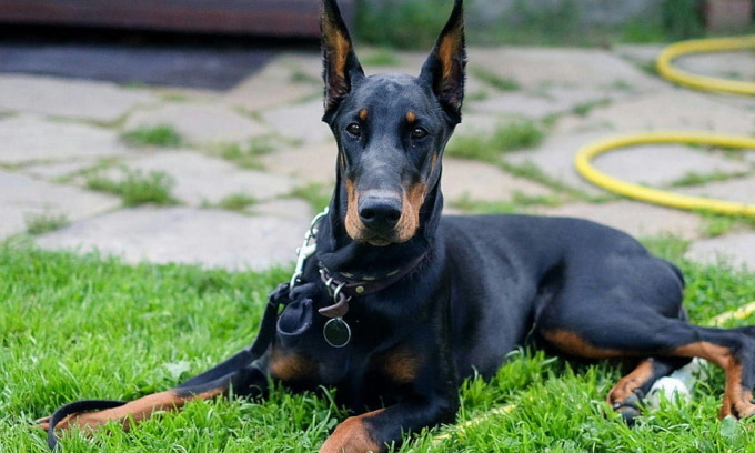 Va in officina a Nervesa e viene assalito da un dobermann