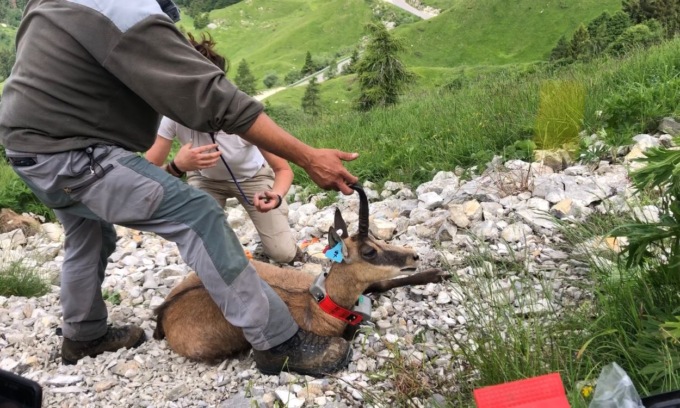 Monte Grappa e cambiamento climatico, catturati alcuni camosci che saranno monitorati con un collare