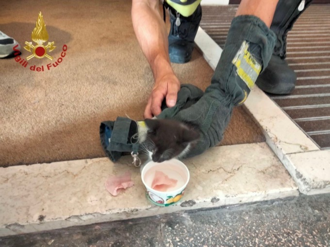 Un flebile miagolio e poi la scoperta shock: il gattino è incastrato nel motore di un furgone