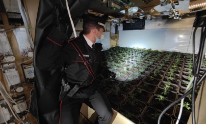 La 48enne con in casa a Istrana 12 kg di marijuana essiccata e il 42enne marocchino arrestato a Riese