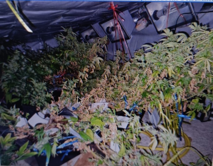 Vittorio Veneto, una casa “stupefacente”: stanze e botole nascondevano la mini-serra e il vivaio di marijuana. Tutto allacciato abusivamente
