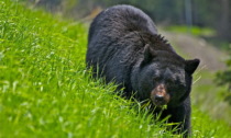 Orso bruno adulto avvistato nei boschi di Fregona: "Un passaggio isolato"