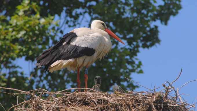 Silea, agosto si apre con “feel the nature”: il laboratorio per conoscere le cicogne rivolto ai ragazzi