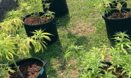 Spacciava marijuana a "km0": in casa aveva 18 piante di cannabis in vaso