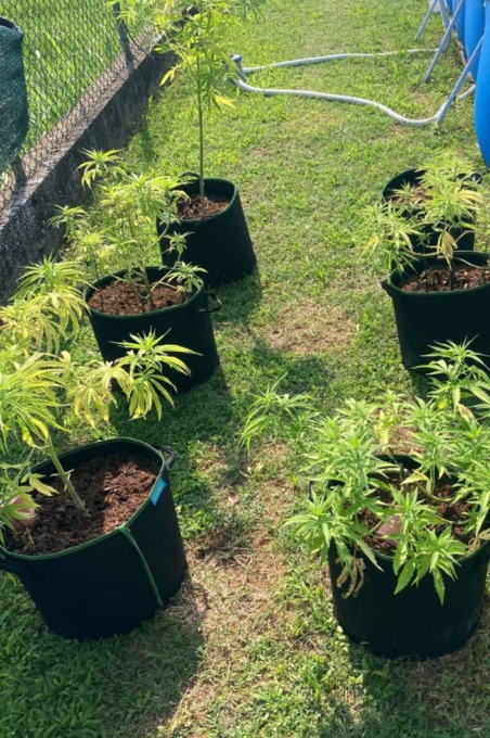 Spacciava marijuana a “km0”: in casa aveva 18 piante di cannabis in vaso