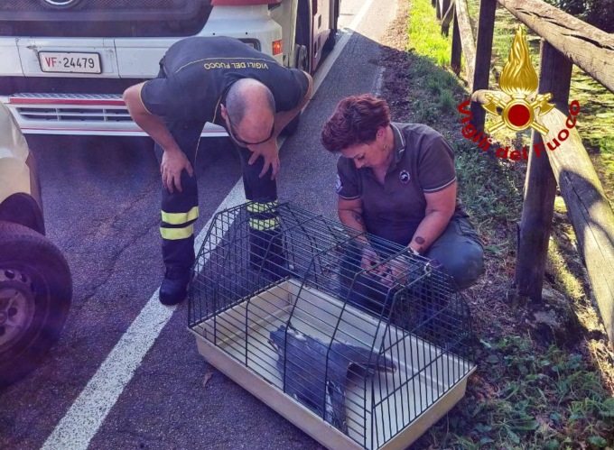 Airone ferito a un’ala soccorso dai Vigili del fuoco