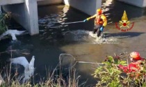 Castelfranco Veneto, video e foto dei due cigni rimasti intrappolati nel bacino di laminazione