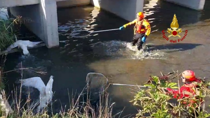 Castelfranco Veneto, video e foto dei due cigni rimasti intrappolati nel bacino di laminazione