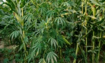 Fonte, nel campo di mais nascondeva le piante di marijuana: arrestato mentre le irrigava