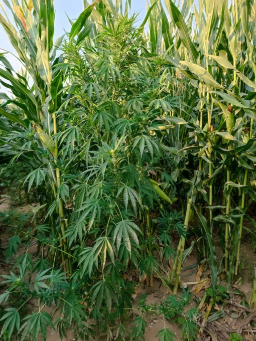 Fonte, nel campo di mais nascondeva le piante di marijuana: arrestato mentre le irrigava