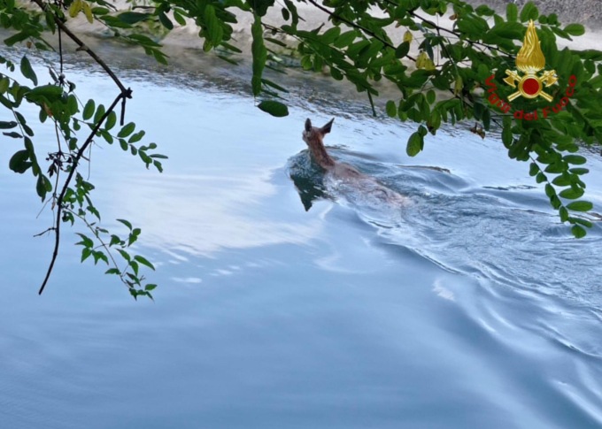 Capriolo rischia di annegare nel canale, salvato dai vigili del fuoco. Le immagini