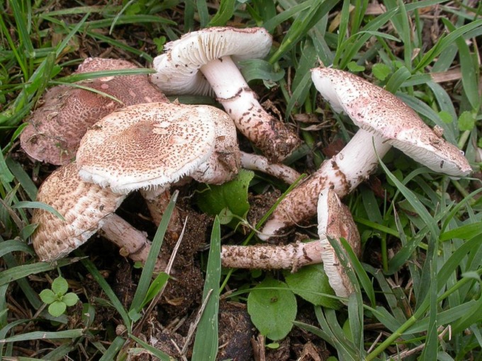 Fanno una scorpacciata di funghi raccolti in un prato e finiscono all’ospedale con un grave avvelenamento