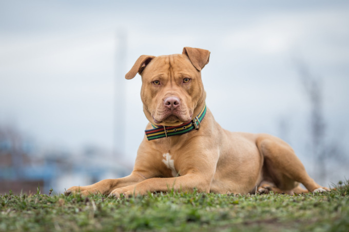 “Vediamo come sta Fido” e il padrone “libera” cinque cani: veterinario dell’Ulss sbranato (ma vivo per miracolo)
