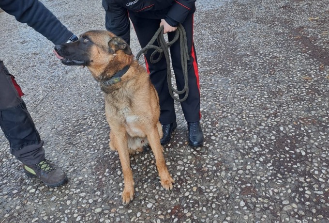 Il cancello è aperto e lui scappa, cane Athos salvato dai carabinieri sulla provinciale 81