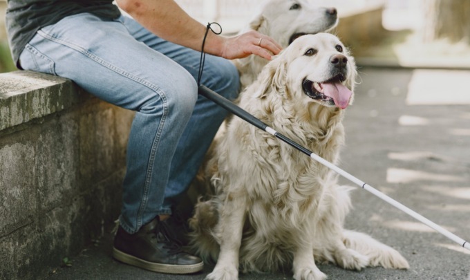 “Gli animali non sono ammessi al cinema”, peccato fosse il cane guida di una donna ipovedente