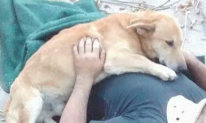 Ambulanza investe e uccide un 75enne mentre passeggia con i suoi due cagnolini: uno muore, l'altro veglia le salme