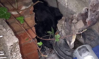 Labrador incastrato tra due muri, il video di come i vigili del fuoco hanno liberato Soir