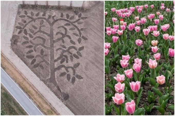 In provincia di Treviso un campo di tulipani per aiutare i bambini malati di leucemia