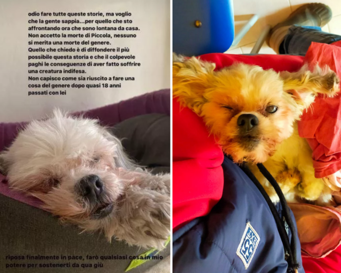 Cagnolina lanciata dal finestrino di un’auto, la denuncia della figlia: “E’ stato mio padre”