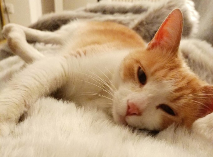 Gattino torna a casa ferito e sporco di sangue, qualcuno gli ha sparato con una carabina ad aria compressa