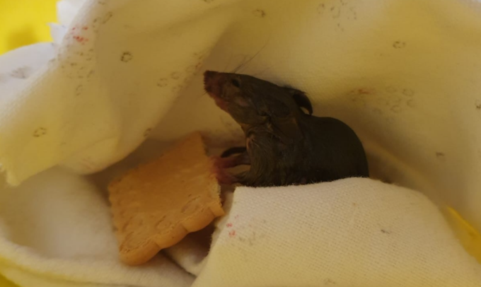 Topolina rimane imprigionata in una trappola con la colla, salvata dai volontari dell’Oipa