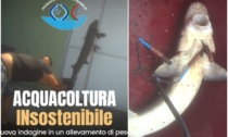 "Essere Animali" denuncia le brutalità e le pratiche irregolari in un allevamento di pesci in provincia di Treviso