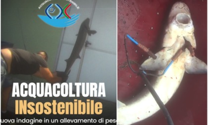 "Essere Animali" denuncia le brutalità e le pratiche irregolari in un allevamento di pesci in provincia di Treviso