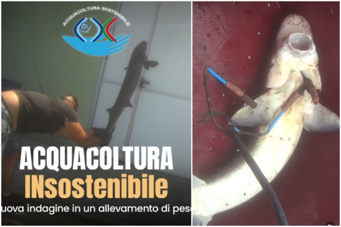 “Essere Animali” denuncia le brutalità e le pratiche irregolari in un allevamento di pesci in provincia di Treviso