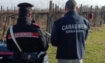 Impiego di lavoratori "in nero", sospese quattro attività (con maxi multa) in provincia di Treviso
