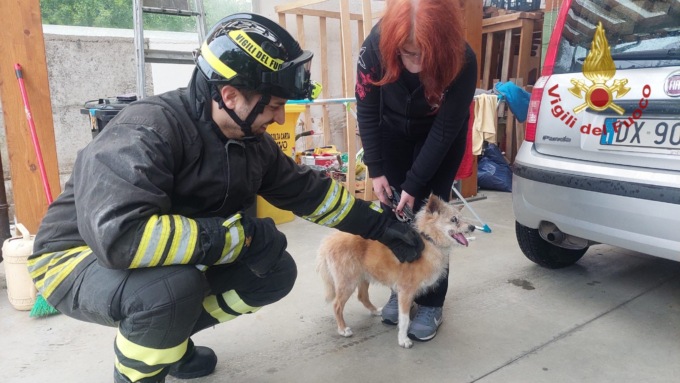Cade in una botola dimenticata aperta e resta bloccata: salvata cagnolina cieca