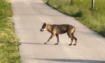 Avvistato un lupo a Spresiano, il sindaco dirama un avviso per i cittadini