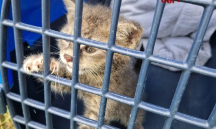 Gattino resta bloccato sotto una tettoia, salvato dai pompieri