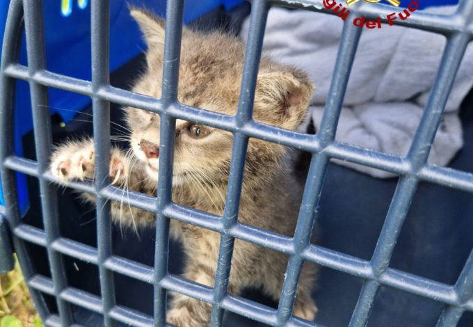Gattino resta bloccato sotto una tettoia, salvato dai pompieri