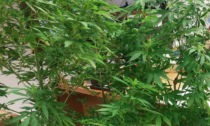 I Carabinieri vanno a casa sua per consegnargli una multa... nel giardino trovano tre piante di marijuana