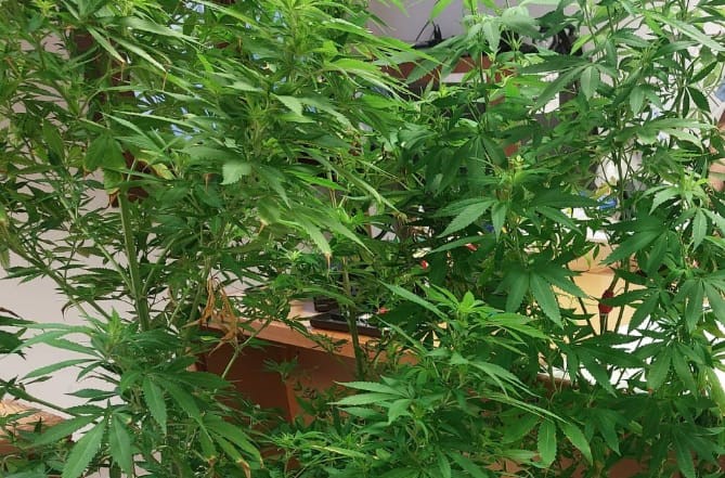I Carabinieri vanno a casa sua per consegnargli una multa… nel giardino trovano tre piante di marijuana