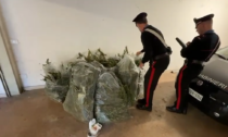 Uno strano odore dalla casa del pensionato 72enne, i Carabinieri scoprono 20 kg di marijuana