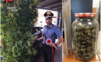 Il suo personale orticello di marijuana nel bosco vicino a casa, sequestrate 98 piante alte più di 2 metri