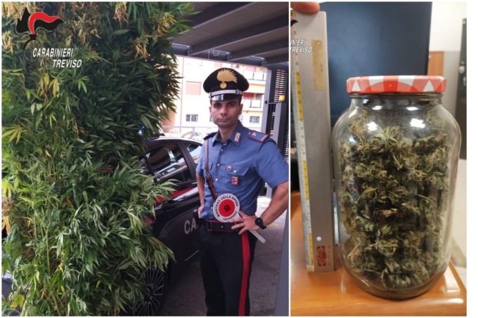 Il suo personale orticello di marijuana nel bosco vicino a casa, sequestrate 98 piante alte più di 2 metri
