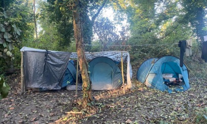 Coltivavano 100 piante di marijuana in un campo agricolo di Roncade all'insaputa del proprietario