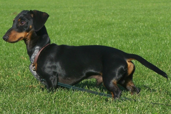 Affida i cani alla dog sitter, ma uno le viene restituito cremato: potrebbe non essere un caso isolato