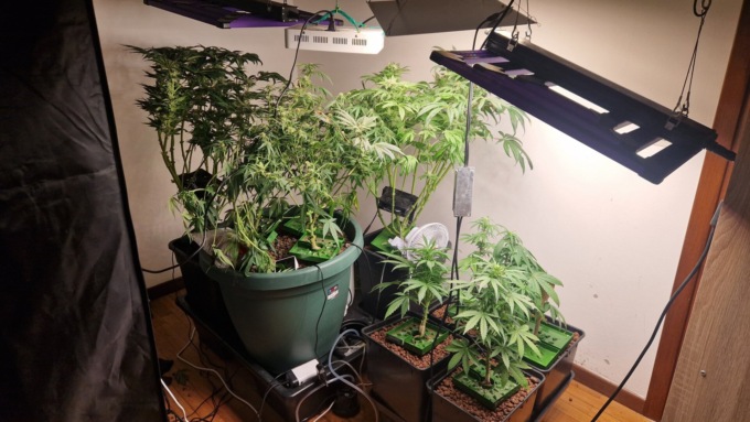 Perquisito dopo l’emissione di un TSO, in casa trovate dieci piante di marijuana e tre bici rubate