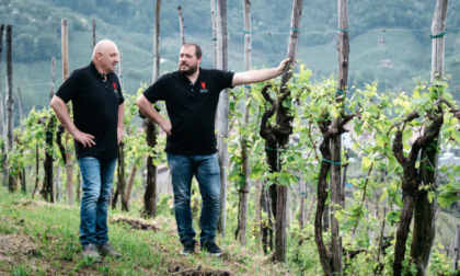 Vino senza alcol? La Francesco Follador : "Troppo romanticismo idealizzato, ci sono problemi pratici"